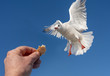 Seagull flies to the hand to take a piece of bread