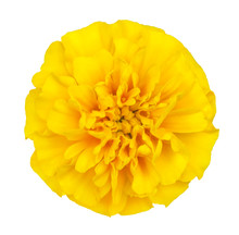 Close Up View On A Yellow Flower Of Tagetes Plant Isolated On A White Background. Design Element.