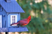 A Single Male Cardinal Bird Is Perching On The Beautiful Blue Feeder Enjoy Eating And Watching  On Soft Focus Garden Background, Winter In Georgia USA.