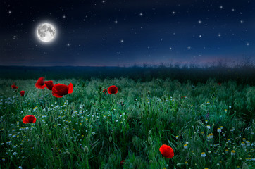 beautiful poppy field in the night and full moon