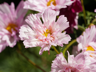 cosmos bipinnatus. fleurs de cosmos bipennés à pétales doubles ou cosmos des jardins aux capitules d