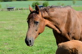 Fototapeta Konie - Nahaufnahme einer schönen braunen Stute auf grüner Wiese, Pferdekopf im Hintergrund grüne Weide im Sommer
