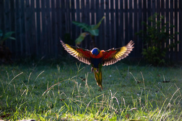 Wall Mural - flying rainbow lorikeet Australian bird