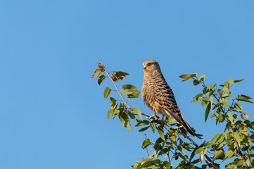 Wall Mural - Greater kestrel (Falco rupicoloides) perched in a tree in natiral habitat against blue sky, Etosha, Namibia africa safari wildlife