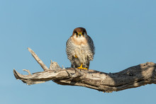 Red-necked Falcon (Falco Chicquera) Is A Bird Of Prey In Natural Habitat, Etosha, Namibia Africa Safari Wildlife