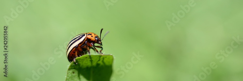 Fotografía Insekten Panorama der Tiere