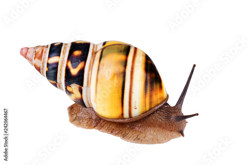 Fotografie, Obraz Liguus Tree Snail: Liguus fasciatus crawling on white background