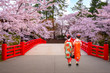 Japanese geisha with Full bloom Sakura - Cherry Blossom  at Hirosaki park in Japan