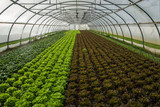 Fototapeta Mosty linowy / wiszący - Salad in green house