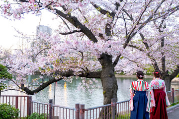 Two women wear traditional Japanese Kimono or Yukata, women behind while sightseeing sakura in sakura cherry blossoms park, in Japan.