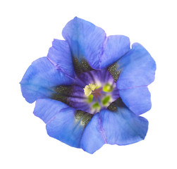 Wall Mural - Stemless gentian