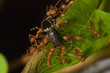 weaver ants teamwork biting a baby toad on green leaf