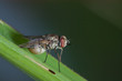housefly standing on green leaf