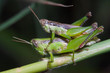 grasshoppers mating on green stick