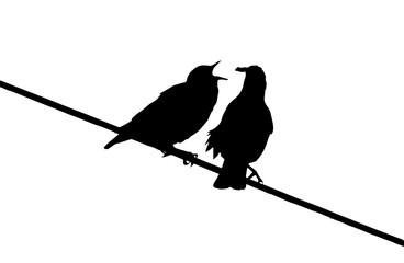 common starling (sturnus vulgaris) feeds chick on the power line silhouette