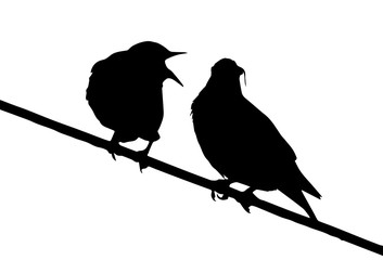 Common starling (Sturnus vulgaris) feeds chick on the power line silhouette