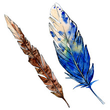 Watercolor Brown And Blue Bird Feather From Wing Isolated. Watercolour Drawing Feathers Background Illustration Element.