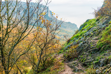 Wall Mural - Autumn landscape in the mountains, in the foreground a tree with fallen leaves