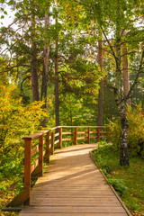 Wall Mural - A wooden trail in an autumn park on a sunny October day