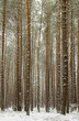 A forest at wintertime with snow-covered trees 2.