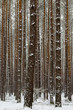 A forest at wintertime with snow-covered trees 3.