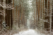 A path through the woods in a snow-covered forest in winter.