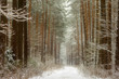A path through the woods in a snow-covered forest in winter 2.