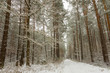 A path through the woods in a snow-covered forest in winter 3.
