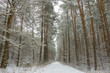 A path through the woods in a snow-covered forest in winter 4.