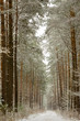 A path through the woods in a snow-covered forest in winter 5.