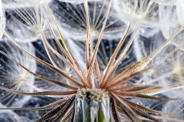 Wall Mural -  macro photo of dandelion seeds with water drops