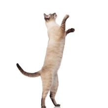Side View Of Lovely Burmese Cat Jumping On Back Legs