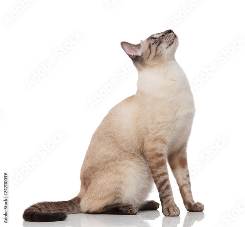 Side View Of Adorable Burmese Cat Sitting And Looking Up Buy This Stock Photo And Explore Similar Images At Adobe Stock Adobe Stock