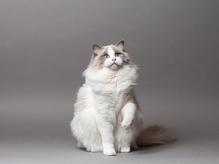 A beautiful cute female blue bicolor Ragdoll purebreed cat on a gray background.