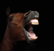 Close-up Of Horse With Open Mouth Against Black Background