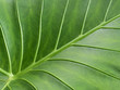 © Mironoffjr - Green leaf surface, close-up, background