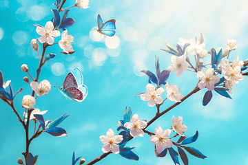 Beautiful branch of blossoming cherry and blue butterfly in spring at Sunrise morning on blue background, macro. Amazing elegant artistic image nature in spring, sakura flower and butterfly.