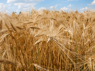 Canvas Print - Wheat field against a blue sky