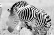 Zebra in natural habitat Getting up in Black and white