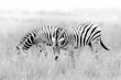 Zebras Grazing in Black and White