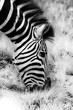 Portrait of Zebra eating Grass in Black and White