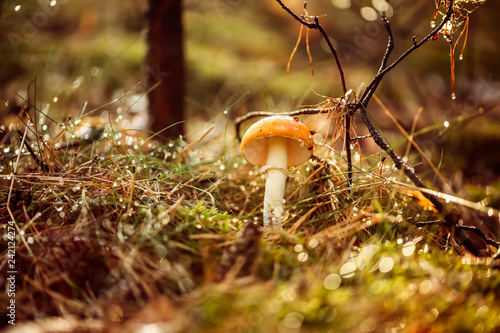 Fotografía Amanita muscaria, Fly agaric Mushroom In a Sunny forest in the rain