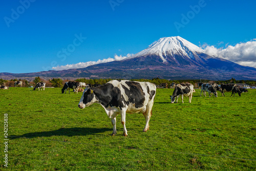 Fototapeten Kuh 静岡県 富士山 牛 朝霧高原 Nikkel Art De