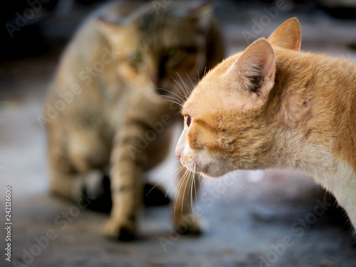 Fotografija Yellow Cat Threatening The Invading Cat