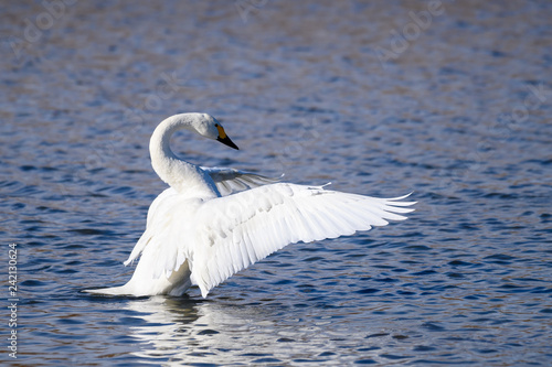 羽ばたく白鳥 Adobe Stock でこのストック画像を購入して 類似の画像をさらに検索 Adobe Stock