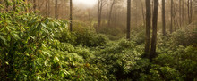 Thick Rhododendron Forest At Foggy Sunrise, North Carolina