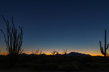 Arizona Deserts Are Home To Many Different Types Of Cacti. Silhouettes That Show The Different Shapes Of These Southwest USA Beauties Are Pictured Against Setting Sun Backdrop In These Nature Photos 