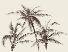 Palm Trees Foliage, Tree Crown Drawing