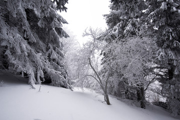 Cold winter morning in mountain forest with snow covered fir trees. Splendid outdoor scene of Stara Planina mountain in Bulgaria. Beauty of nature concept background landscape