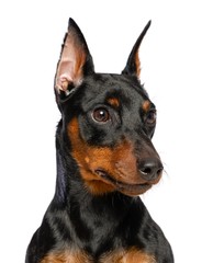 Wall Mural - Zwergpinscher Dog  Isolated  on White Background in studio